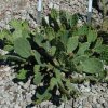 Opuntia_humifusa